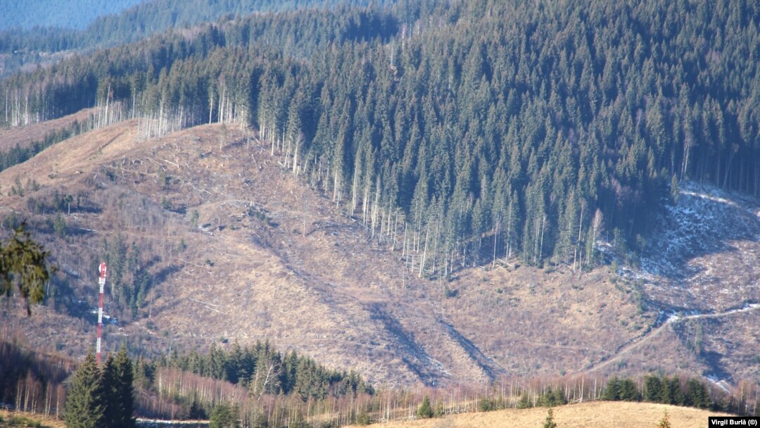43.000 de hectare de pădure din județul Bacău au fost retrocedate ilegal printr-o hotărâre judecătorească.