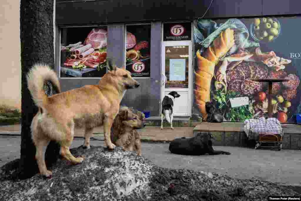 Câinii fără stăpân așteaptă în fața unui magazin alimentar din Slovyansk, Ucraina. 