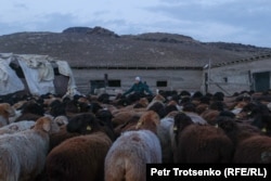 Казахська вівчарка Мар'ям доглядає за отарою овець у віддаленому куточку казахського степу 3 лютого. (Петро Троценко, Казахська служба Радіо Свобода)