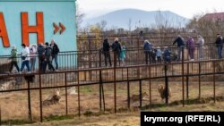 Парк левів «Тайган» у Криму, архівне фото