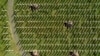 Srebrenitsanın daha 50 qurbanı dəfn olunub