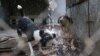 Ці двоє собак просто обожнюють холодний душ