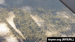 Як відзначив прем’єр, заяви фермерів про нібито «відсутність підтримки» з боку держави є «абсолютно неспроможними»
