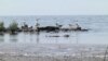 GRAB COP29 Brings Focus On Azerbaijan's Pollution Of The Caspian Sea