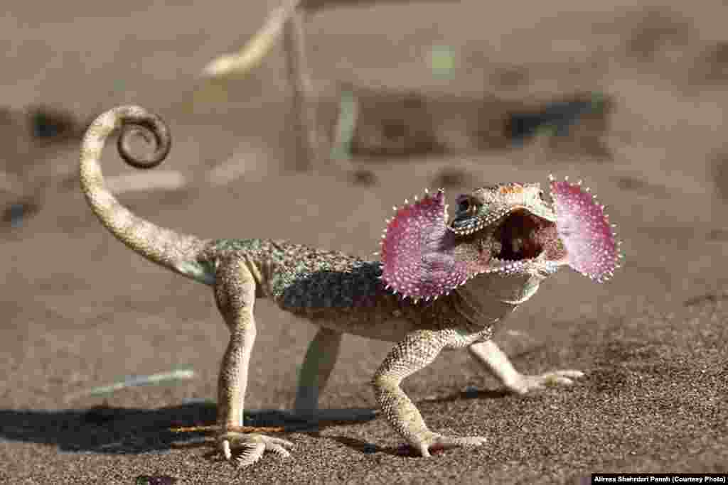 نام علمی: Phrynocephalus mystaceus، نام فارسی: آگامای سر وزغی تورانی، نام انگليسی: Turan Toad -headed Agama، طول پوزه تا مخرج: ۷۸ ميليمتر و طول دم ۷۰ ميليمتر، پراکندگی در ايران: خراسان رضوی و سمنان