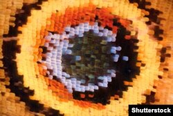 A close-up photo showing some of the tens of thousands of scales that make up the surface of a butterfly wing.