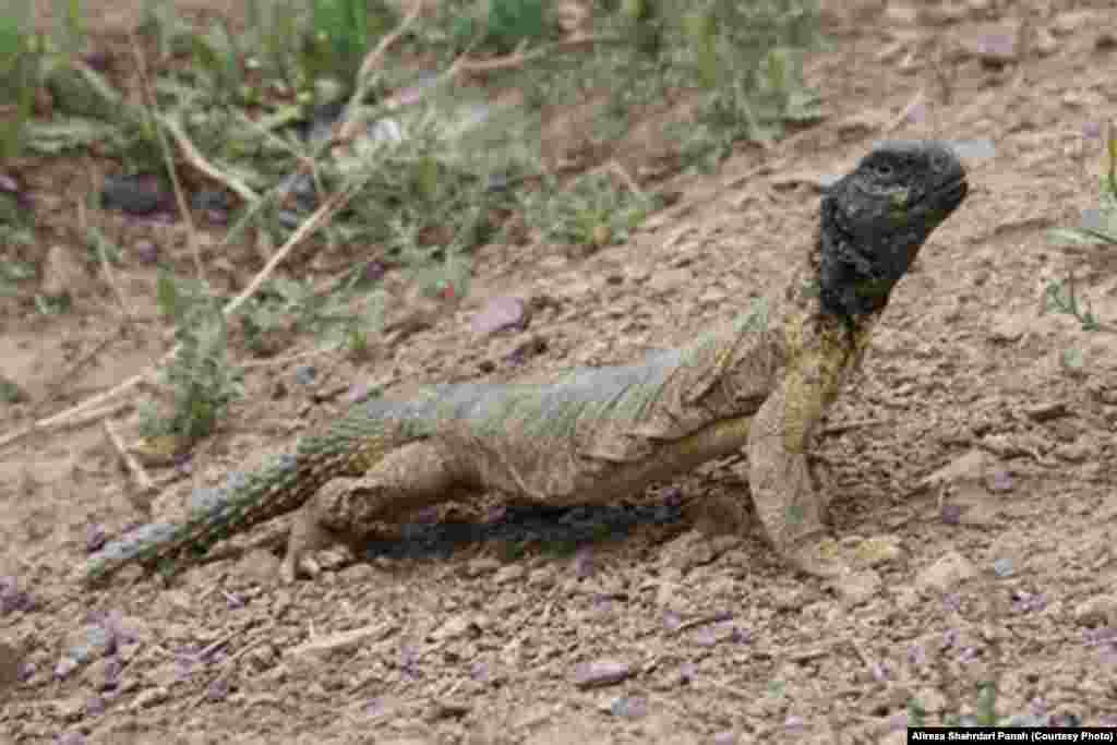 نام علمی: Uromastyx aegyptia، نام فارسی: سوسمار خار دم مصری، نام انگليسی: Egyptian Spiny -tailed Lizard، طول پوزه تا مخرج: ۳۵ و طول دم ۲۵ سانتيمتر، پراکندگی در ايران: فارس، بوشهر، خليج فارس