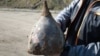 Image result for Сілкоў