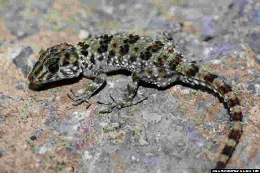 نام علمی:Cyrtopodion caspium، نام فارسی: گکوی انگشت خميده خزری، نام انگلیسی:Caspian Bent -toed Geckoطول پوزه تا مخرج: ۷۴ و طول دم ۹۰ ميليمتر، پراکندگی در ایران: خراسان، سيستان و بلوچستان، گلستان، مازندران، سمنان، تهران، قم