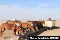 Изможденные бескормицей лошади на водопое. Село Кызан в Мангистауском районе одноименной области