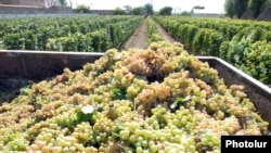 Խաղողի բերքահավաք Հայաստանում, արխիվ