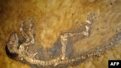 Fosil Ida