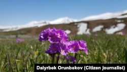 Суусамыр өрөөнү.