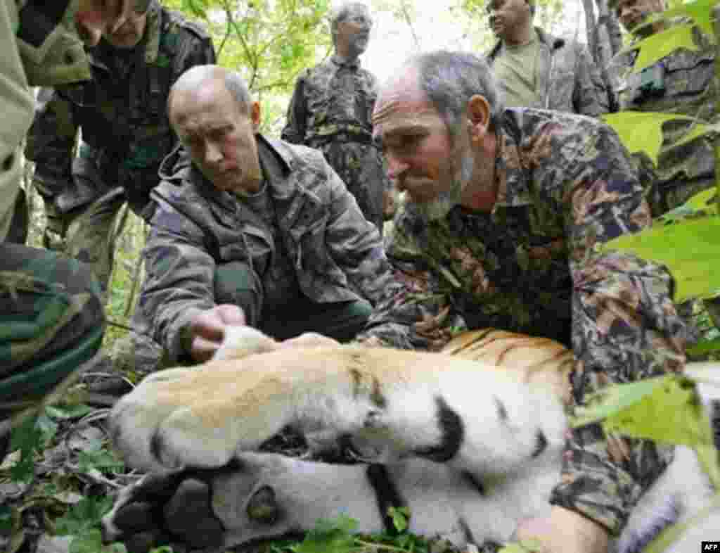 2008-ci ilin avqustu. Putin Sibir pələngini işarələyən alimlərə kömək edir.