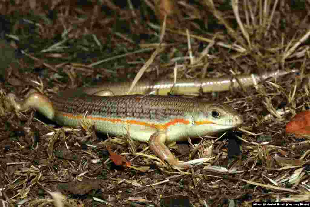 نام علمی: Eumeces schneideri ، نام فارسی: اسکينک اشنايدری، نام انگلیسی: Schneider’s Skink، طول پوزه تا مخرج: ۱۶۴ و طول دم ۲۰۰ ميليمتر، پراکندگی در ایران: خراسان، گلستان، سمنان، مازندران، تهران، قزوين، زنجان، آزربايجان، گيلان، کرمانشاه، کردستان، مرکزی، قم، اصفهان، خوزستان، لرستان، چهارمحال بختياری، کهگيلويه و بويراحمد، فارس