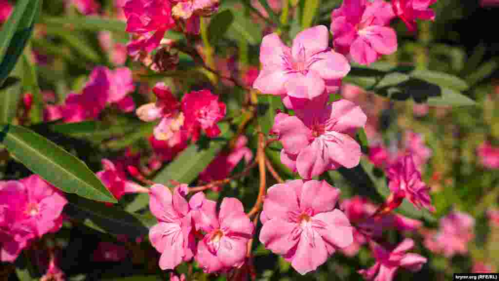 CRIMEA - Oleander bush on the embankment of the Alushta Professor's Corner, July 26, 2021