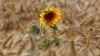 16x9 Image