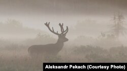 Алень у Белавескай пушчы. Архіў