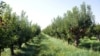 Armenia - A fruit orchard in Aragatsotn province, 3Sep2014.