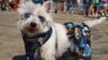 Da li je Crna Gora spremna za pet friendly turizam? 