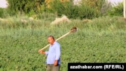 Türkmen daýhany