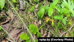 Балотнае вужава зельле (Ophioglossum valgatum)